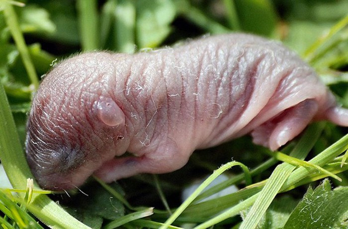 “Ba tiếng hét”. Là đặc sản cường dương tại Trung Quốc, “ba tiếng hét” còn được đánh giá là đại bổ. Dù vậy, nó lại là nỗi ám ảnh với nhiều người bởi nguyên liệu chính của món ăn được làm từ những con chuột bào tử còn sống. Người ta tin rằng, bào thai động vật hoặc con vật dạng bào tử có tác dụng lớn trong việc tăng cường sinh lực, giúp chuyện chăn gối trở nên cực sung.