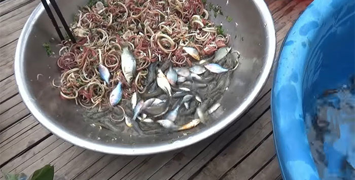 Gỏi cá nhảy. Gỏi cá nhảy là món ăn độc lạ của người Thái ở Sơn La. Món ăn độc lạ gây ấn tượng mạnh với những con cá nhỏ có kích thước bằng đầu ngón tay được rửa sạch với muối rồi thả vào một chậu nước để trên mâm. Vớt trực tiếp cá vào trong một tô gồm lõi chuối thái, mắm muối, rau thơm, tỏi ớt và nước chua. Khi thưởng thức, người ăn múc vào bát cả cá và đồ ăn kèm rồi ăn trực tiếp, cảm nhận vị tươi ngon của món ăn biết “nhảy múa”.