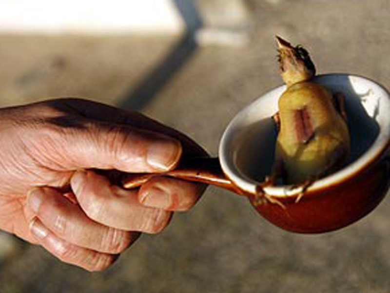 Trải qua chừng 12 – 28 ngày nuôi nhốt, một số con được vỗ béo đến tận lúc bị ăn thịt, một số dừng lại hai ngày trước “giờ phán quyết”.