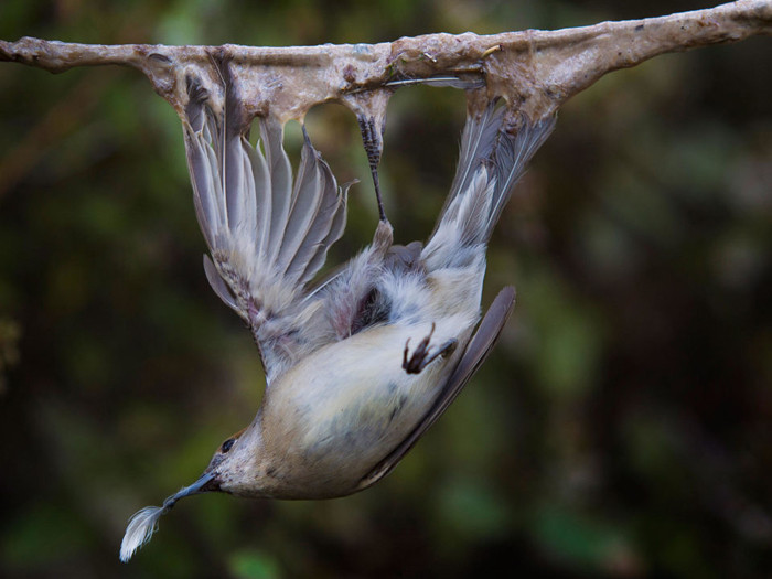 Một cách khác mạnh tay không kém là dùng keo chuyên dụng rải sẵn những nơi họa mi thường trú ngụ. Một khi dính vào đây, dù giãy gãy xương chân thì chúng cũng khó lòng thoát được.