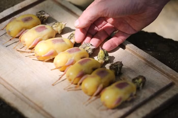 Cùng với món gan ngỗng, họa mi nướng (Ambelopoulia) được xem là tinh hoa ẩm thực gây tranh cãi bởi sự tàn nhẫn và những câu chuyện buồn sau chúng. Nguyên liệu chính của món ăn không được nhân giống nhân tạo mà săn bắt hoàn toàn trong tự nhiên.