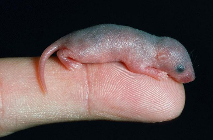 Tuy nhiên, món ăn “ba tiếng hét” lại khiến người khác rùng mình bởi sự thật tàn khốc, kinh dị tận cùng. Thậm chí, nó được xem là tàn bạo nhất trong số những món ăn kinh dị trên khắp thế giới.