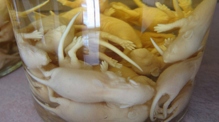 Thay vì “ăn sống nuốt tươi” tận dụng dưỡng chất trời cho từ bao tử chuột, người ta sẽ ngâm rượu những con chuột non để sử dụng như một loại thuốc. Nó được đánh giá đặc biệt tốt cho phụ nữ sau sinh.