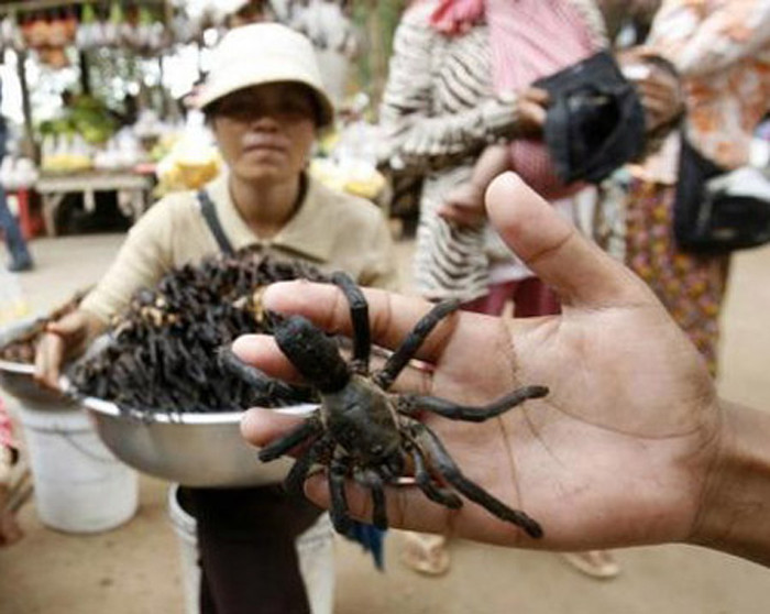 Món ăn lông lá “dọa” người không kém khác là những chậu nhện đen chiên giòn Campuchia. Nguyên liệu đặc sản nổi tiếng này là những chú nhện đen to bản, tiếng địa phương gọi là A – ping.