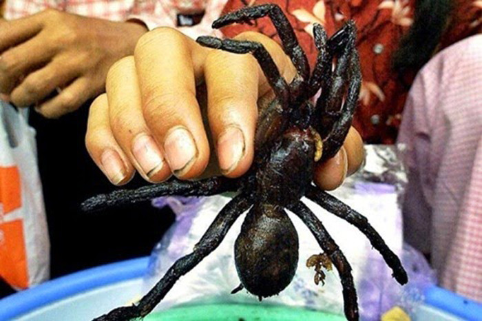 Nhện chiên giòn ở ngoài nhưng có vị bùi bùi, mềm xốp và hơi nhầy nhầy ở bên trong, nhất là phần thịt trắng ở bụng nhện