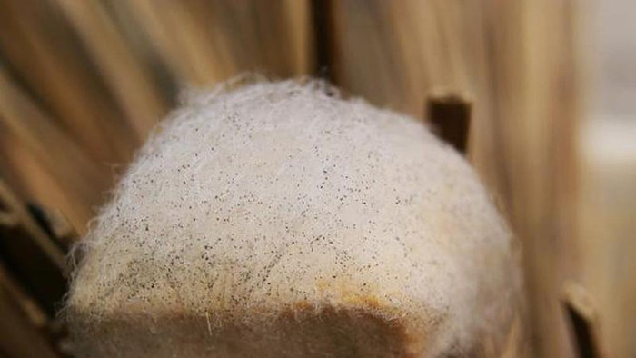 Tốt cho sức khỏe, đậu phụ lông với hương vị và mùi thơm đặc biệt trở thành món ngon được lùng mua song không phải lúc nào cũng sẵn có. Nguyên nhân bởi nó được làm hoàn toàn thủ công, quy trình sản xuất phức tạp, thời gian lâu để đảm bảo chất lượng. Ước tính chỉ có 6000 miếng đậu phụ được sản xuất mỗi ngày để phục vụ cho đất nước tỷ dân.