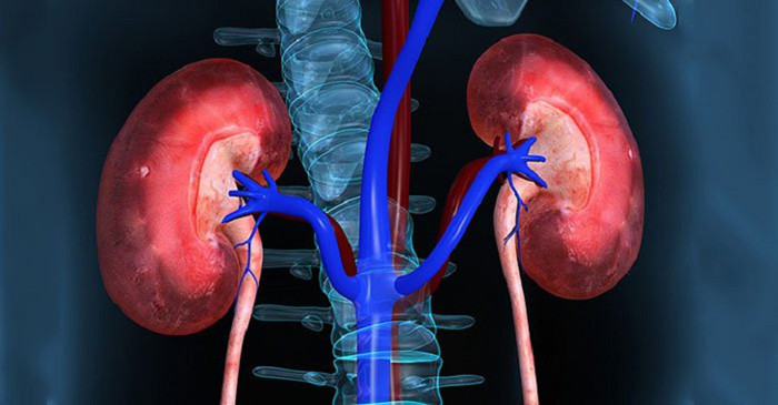 Thận được ví như “máy lọc” của cơ thể, giúp lọc máu, bài tiết độc tố ra khỏi cơ thể thông qua nước tiểu. Nó có ý nghĩa lớn đối với việc điều chỉnh cân bằng điện giải và cân bằng axit – bazơ. Một khi gặp trục trặc, cơ thể sẽ phát tín hiệu “cầu cứu” thông qua những dấu hiệu bệnh thận.