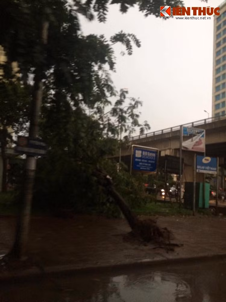 Một gốc cây nhỏ bị đổ ở Linh Đàm. Rất may là cây này đã đổ vào hướng vỉa hè nên giao thông không bị ảnh hưởng.
