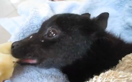 Chuối là "món tủ" của loài dơi ăn hoa quả.