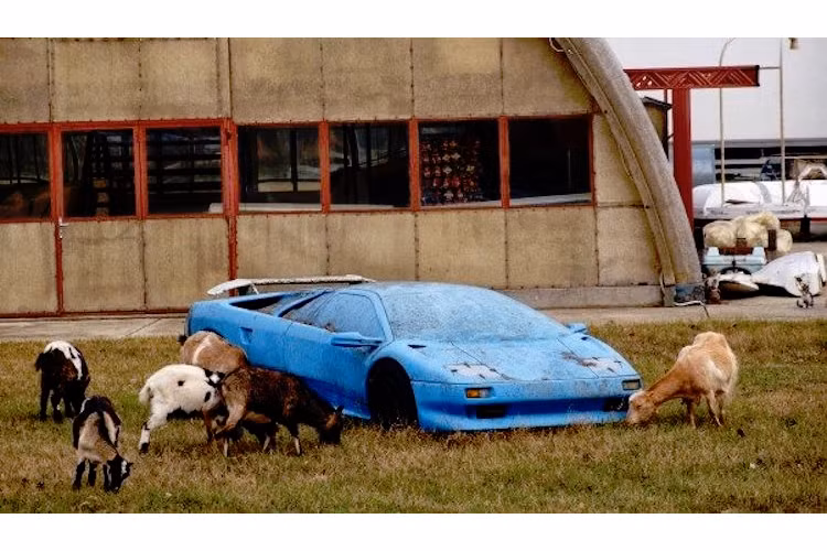 Tới siêu xe Lamborghini Diablo cũng bị chủ nhân bỏ lại giữa cánh đồng, "làm bạn" với bò và bê thật.