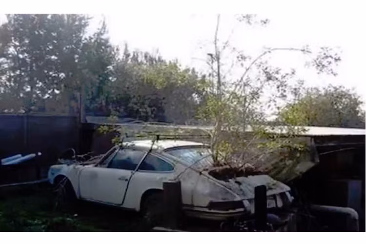 Cây dại mọc trên xác của một chiếc Porsche 911 đời đầu.