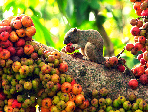 QVG Cát Tiên cũng là nơi cư trú của 1.568 loài động vật trong đó hơn hơn 100 loài thú, quý hiếm như chà vá chân đen, hoẵng Nam bộ...