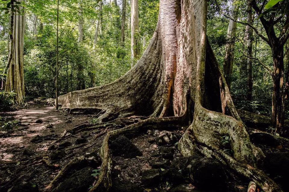 Theo số liệu thống kê, VQG Cát Tiên là nơi cư ngụ của 1.610 loài thực vật, trong đó có các loài cây quý hiếm có tên trong sách đỏ như gõ đỏ, gõ mật, cẩm lai Bà Rịa, cẩm lai nam, cẩm lai vú, giáng hương…