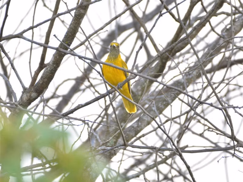 VQG Cát Tiên cũng là nơi nổi tiếng bởi là "ngôi nhà" của hơn 300 loài chim chiếm gần 50% các loài chim tại Việt Nam trong đó có các loài quý hiếm như hạc cổ trắng, công, già đẫy java, quắm cánh xanh...