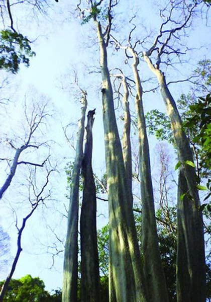 Ngoài ra, nơi đây nổi tiếng với cây bằng lăng 1 thân 6 ngọn vút thẳng lên trời hay cây gõ bác đồng quý hiếm với đường kính thân cây hơn 2 m. 