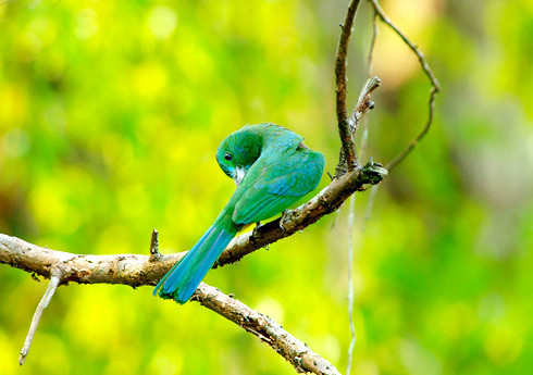 Bàu Chim là nơi tập trung những loài chim quý hiếm và đa dạng chủng loại. 