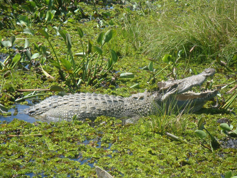 Bàu Sấu, khu vực đất ngập nước lớn nhất VQG Cát Tiên với mặt bàu rộng hơn 2,5 ngàn hécta vào mùa mưa. Song mùa hè mặt bàu chỉ còn 100-150 hécta. Đây không chỉ là “ngôi nhà” của cá sấu mà còn tập trung rất nhiều loài động thực vật có tên trong Sách đỏ Việt Nam và thế giới. 