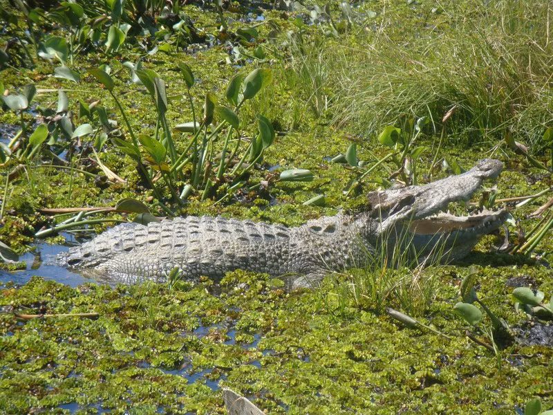 Bàu Sấu, khu vực đất ngập nước lớn nhất VQG Cát Tiên với mặt bàu rộng hơn 2,5 ngàn hécta vào mùa mưa. Song mùa hè mặt bàu chỉ còn 100-150 hécta. Đây không chỉ là “ngôi nhà” của cá sấu mà còn tập trung rất nhiều loài động thực vật có tên trong Sách đỏ Việt Nam và thế giới. 