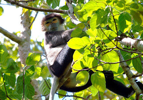 Đặc biệt, không chi sở hữu số lượng động thực vật phong phú, VQG Cát Tiên còn ghi nhận nhiều loài có trong sách đỏ gồm 31 loài thực vật và 84 loài động vật có tên trong Sách Đỏ Việt Nam, 50 loài chim được ưu tiên bảo vệ ở mức độ toàn cầu và được ghi vào Sách Đỏ IUCN. 