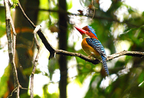 Không chỉ có động thực vật phong phú, VQG Cát Tiên còn sở hữu nhiều địa điểm nổi bật, có giá trị đa dạng sinh học cao. 