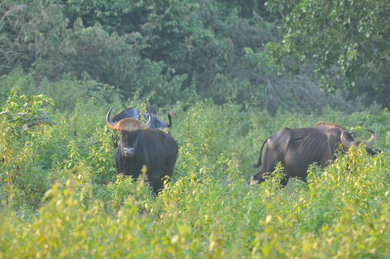  Bò sát ở VQG Cát Tiên có tới hơn 100 loài, quý hiếm gồm cá sấu xiêm, trăn gấm, trăn đen... 