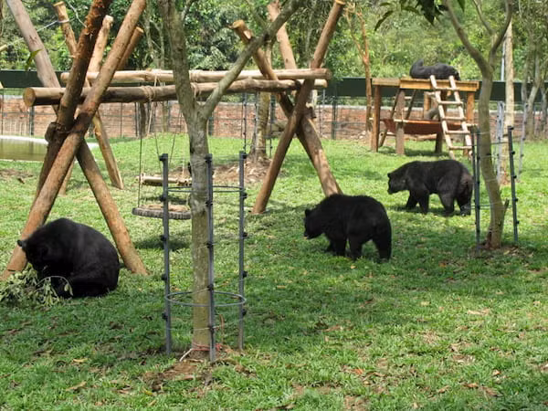 Đảo Tiên cũng là một “báu vật” của VQG Cát Tiên. Với diện tích 57 hecta, đảo Tiên là nơi bảo tồn các loài động vật nằm trong sách đỏ như vượn đen má vàng, voọc bạc, voọc vá chân đen, cu li nhỏ... Nơi đây cũng có trạm cứu hộ gấu, nơi chăm sóc và chữa trị những chú gấu bị thương.
