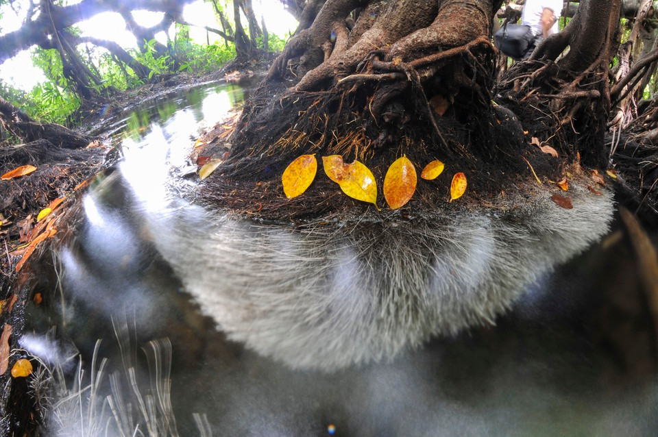 Trong đó có rất nhiều loại cây kỳ lạ có niên đại 500 năm tuổi, bộ rễ to chia thành nhiều nhánh mọc vừa kỳ vĩ vừa độc đáo. 