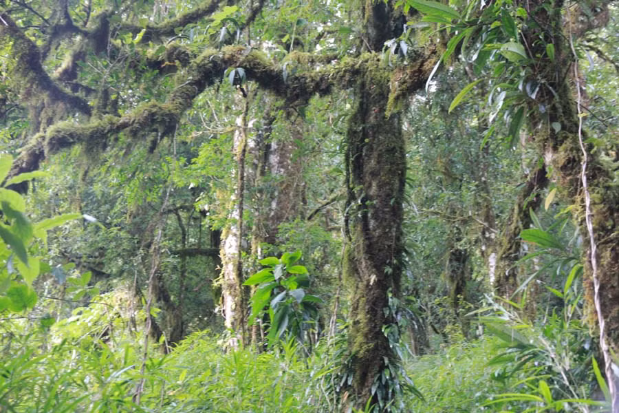 Những thân cây cao lớn, sừng sững với cành mọc thành hình kỳ dị, phủ đầy rêu là nét đặc trưng ở Khang Su Văn. Chúng vừa tạo ra sự hùng vĩ, vừa tạo ra vẻ đẹp đầy hoang sơ, ma mị.
