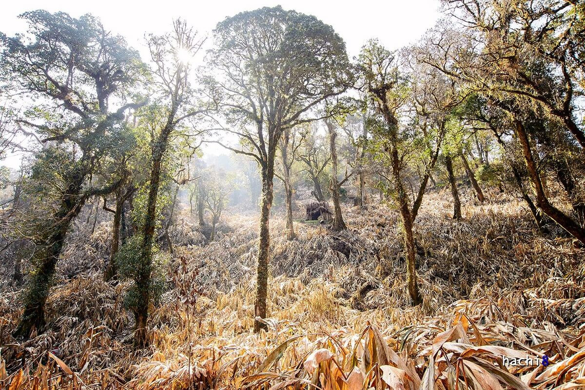 Đặc biệt, do còn hoang sơ, ít người đến, nên rừng cây còn rậm rạp, cây gai, lá trúc vây quanh, quất, táp vào mặt, vào người. Kinh khủng nữa là đi trên thân cây tre , trúc bị đổ gốc nhọn nham nhở.