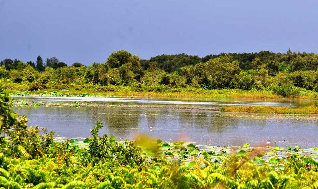 Ngoài động vật, nơi đây còn có thảm thực vật tự nhiên ven sông rạch phong phú. Vào mùa khô, đây còn là chỗ trú ẩn của các loài bò sát như rắn ri, rùa, cua đinh, lươn, cá lóc…