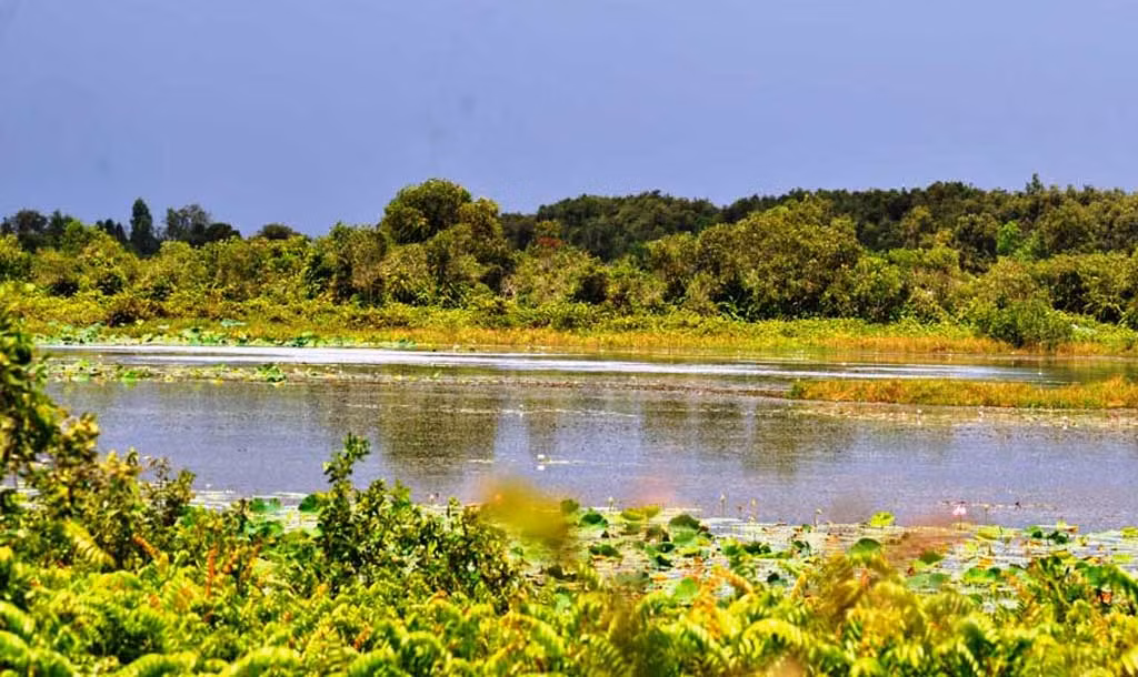 Ngoài động vật, nơi đây còn có thảm thực vật tự nhiên ven sông rạch phong phú. Vào mùa khô, đây còn là chỗ trú ẩn của các loài bò sát như rắn ri, rùa, cua đinh, lươn, cá lóc…