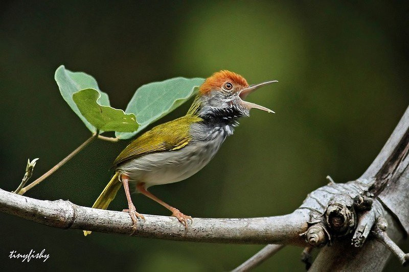 Bên cạnh đó, hệ sinh thái, động thực vật tại khu vực Bàu Sấu rất phong phú với các loài động vật quý hiếm như tê giác Java, voi châu Á, gấu chó, gấu ngựa, hổ, báo, các loài chim quý hiếm…