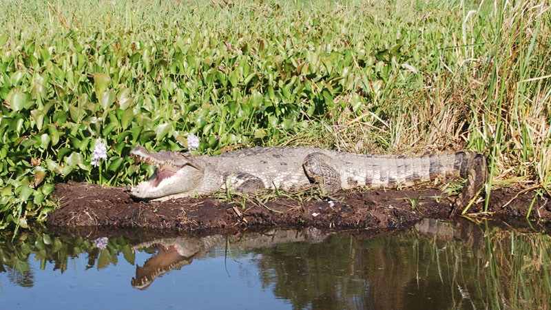 Khu vực này cũng là môi trường sống của loài cá sấu, loài vật đang trong tình trạng bảo tồn ở mức rất nguy cấp (CR) theo Sách đỏ Việt Nam (2007) và Danh lục đỏ của IUCN (2012).