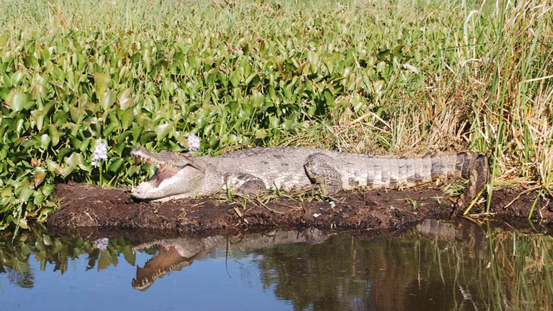 Khu vực này cũng là môi trường sống của loài cá sấu, loài vật đang trong tình trạng bảo tồn ở mức rất nguy cấp (CR) theo Sách đỏ Việt Nam (2007) và Danh lục đỏ của IUCN (2012).