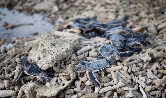 Ngoài ra, VQG Côn Đảo là nơi làm tổ quan trọng của loài vích và đồi mồi, hai loài rùa biển đang bị đe dọa tuyệt chủng trên toàn cầu. Ngoài ra, một số các loài động vật biển có vú cũng đã được ghi nhận tại đây.