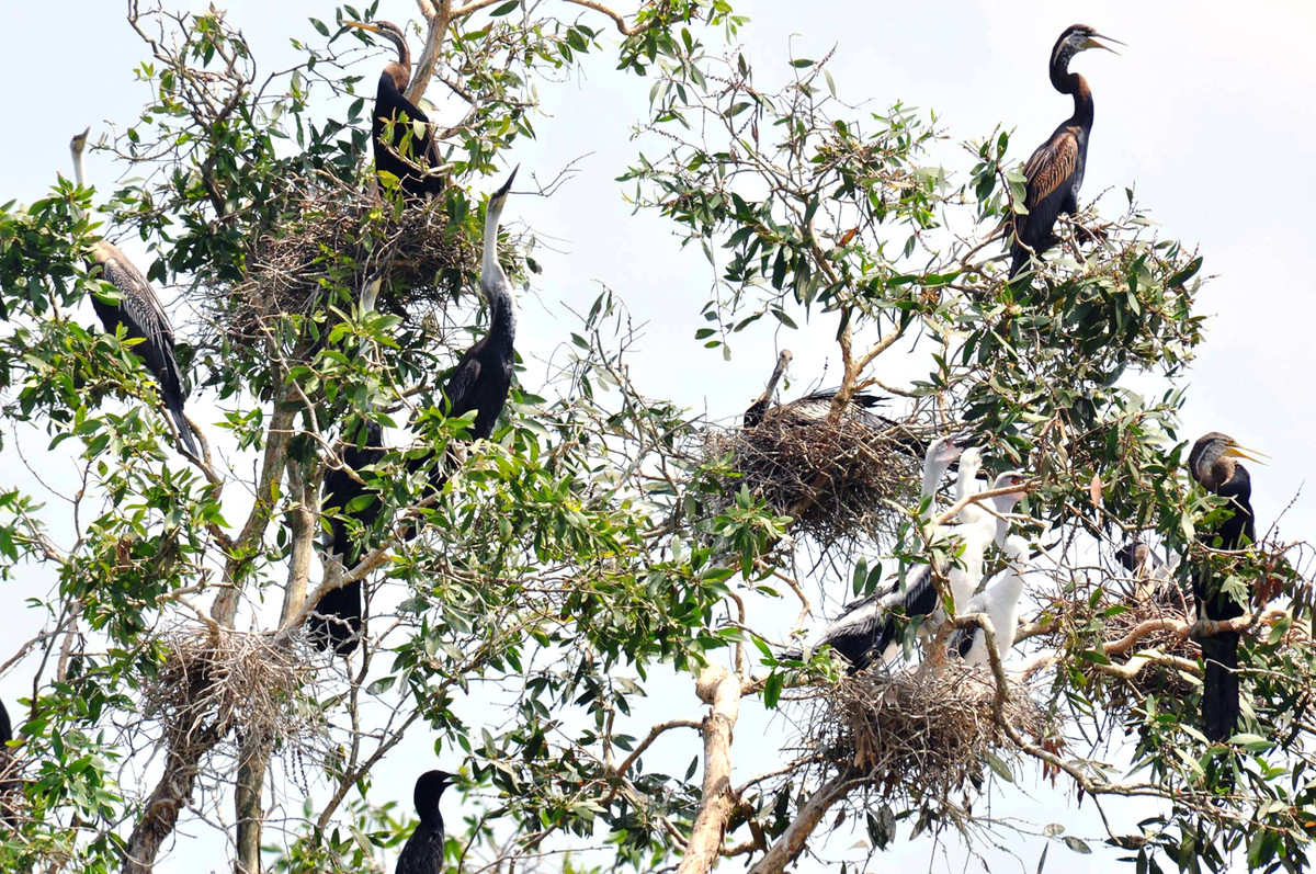 Qua khảo sát, vùng Láng Sen có 156 loài thực vật hoang dã, 149 loài động vật có xương sống, trong đó có 13 loài nằm trong Sách Đỏ Việt Nam như trăn đất, rắn ráo, chim bạc má, ác là…
