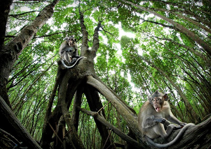 Năm 2010, Tổ chức Bảo tồn thiên nhiên thế giới (IUCN) đã xác định được nhiều loài đang bị đe dọa ở cấp độ toàn cầu, trong đó có ghi nhận về các loài linh trưởng, chim, rái cá, bò sát và cá.