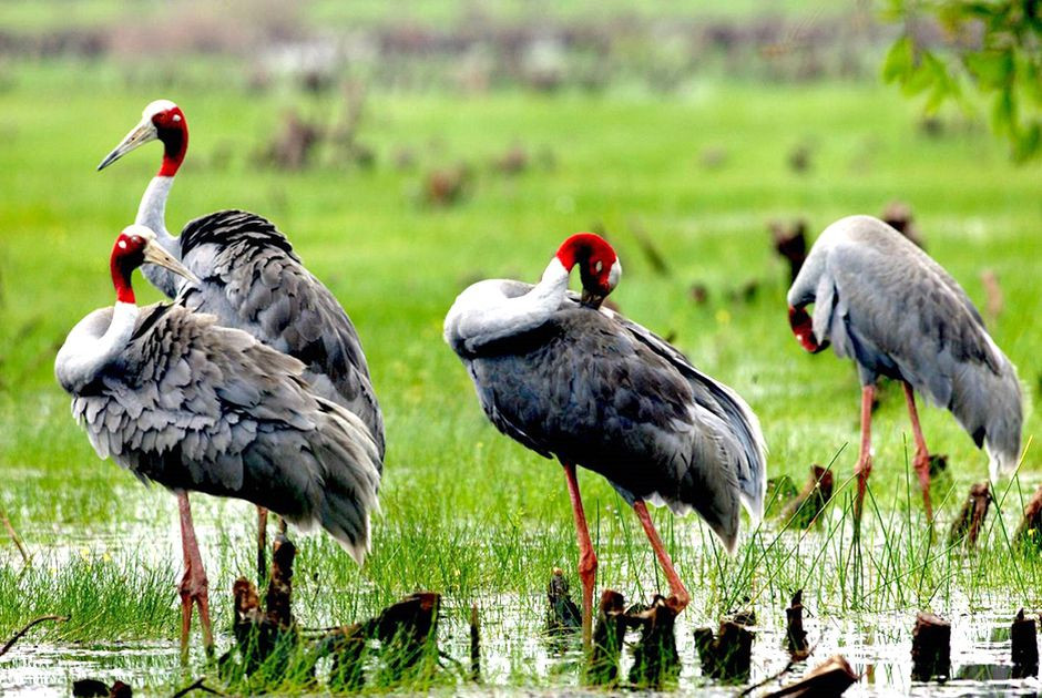 Sếu đầu đỏ, loài biểu tượng của VQG Tràm Chim, là loài được xếp hạng sẽ nguy cấp (VU) ở cấp toàn cầu và cấp quốc gia.