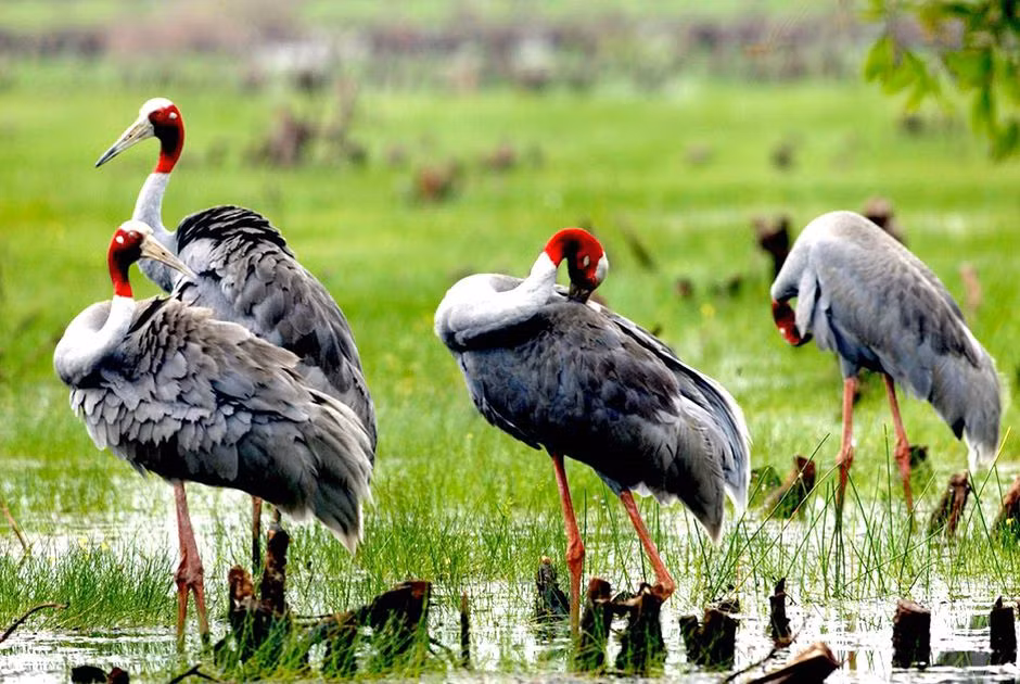 Sếu đầu đỏ, loài biểu tượng của VQG Tràm Chim, là loài được xếp hạng sẽ nguy cấp (VU) ở cấp toàn cầu và cấp quốc gia.