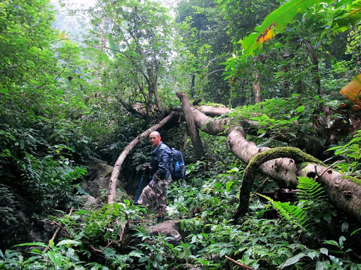 Rừng chò chỉ Xuân Sơn được đánh giá là giàu và đẹp nhất miền Bắc, có nhiều cây cổ thụ hàng trăm năm tuổi có đường kính tới 2m và cao 30m. Đặc biệt nơi đây còn nổi tiếng với hơn 600 cây thuốc quý hiếm.