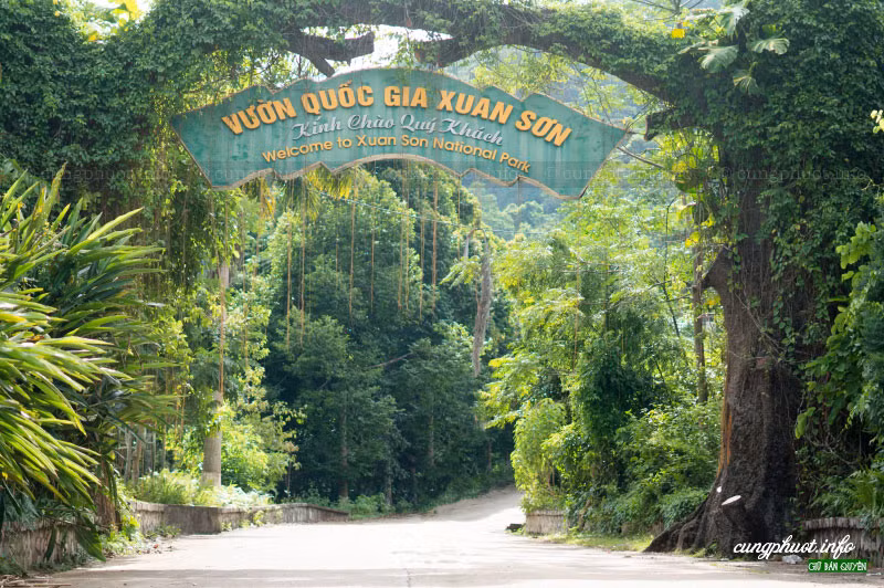 Theo thống kê vườn Quốc gia Xuân Sơn có 1.217 loại thực vật, trong đó có 300 loài cây rừng có thể làm rau ăn, có các loại thực vật bậc cao như: Re, dẻ, sồi, vá, táu muối, chò chỉ, dổi, kim dao.