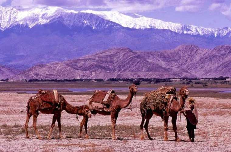 Cây thuốc phiện: Afghanistan là quốc gia sản xuất thuốc phiện lớn nhất thế giới. Phần lớn cây thuốc phiện (anh túc) được trồng ở tây nam nước này. Theo một khảo sát mới nhất về thuốc phiện vào năm 2020, có 224.000ha đất ở Afghanistan được dùng để trồng cây thuốc phiện.