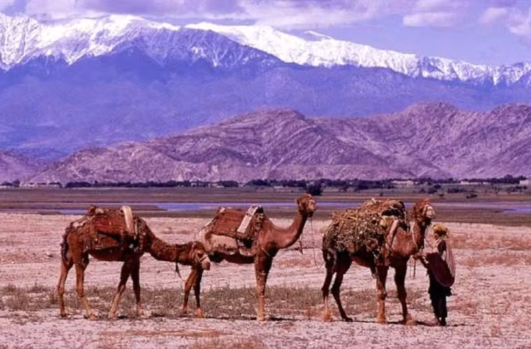 Cây thuốc phiện: Afghanistan là quốc gia sản xuất thuốc phiện lớn nhất thế giới. Phần lớn cây thuốc phiện (anh túc) được trồng ở tây nam nước này. Theo một khảo sát mới nhất về thuốc phiện vào năm 2020, có 224.000ha đất ở Afghanistan được dùng để trồng cây thuốc phiện.