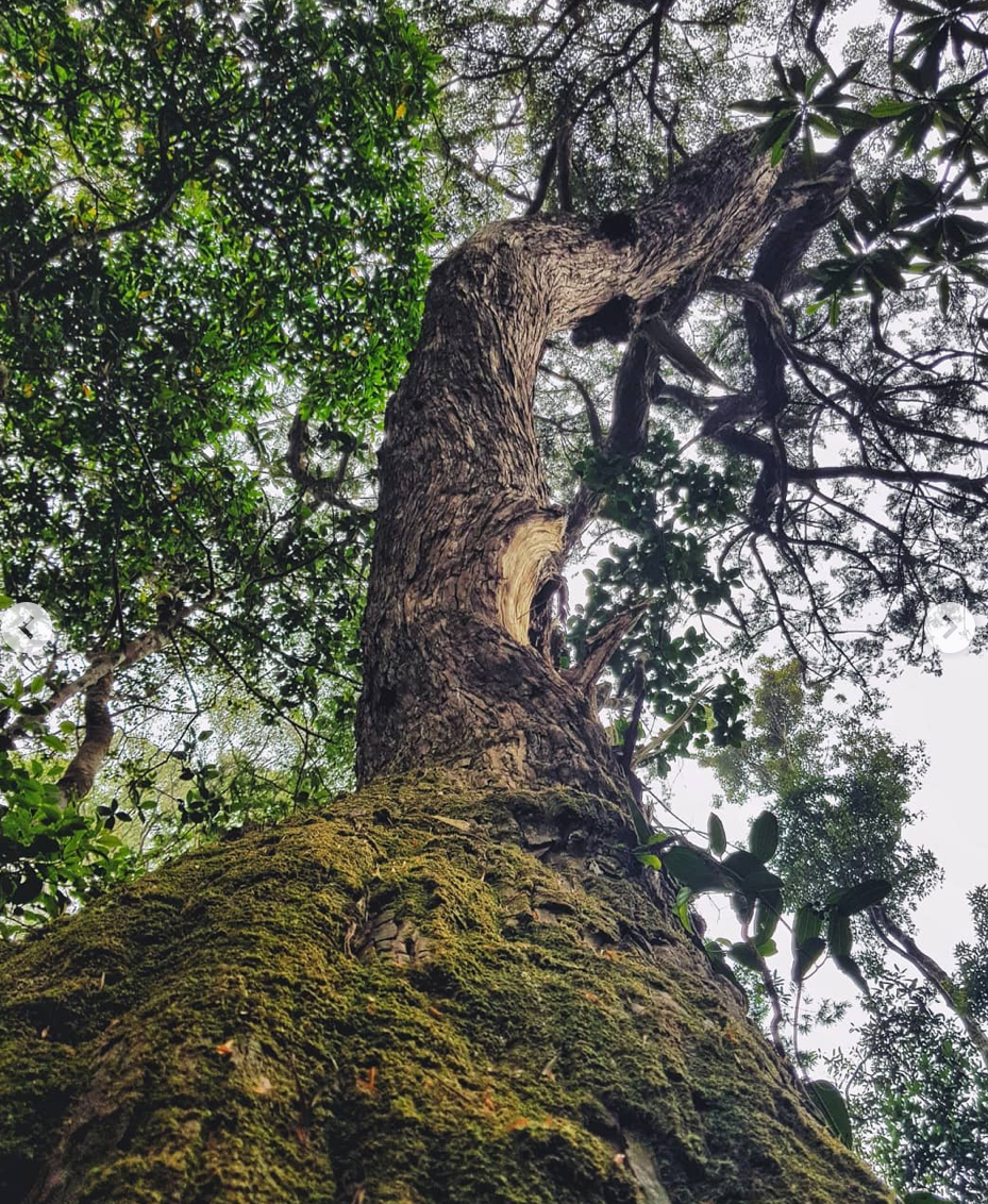 Khi con dốc lớn đã ở sau lưng và độ cao đã khoảng 1.800m, địa hình rộng hơn với những cây to chọc thẳng lên trời.