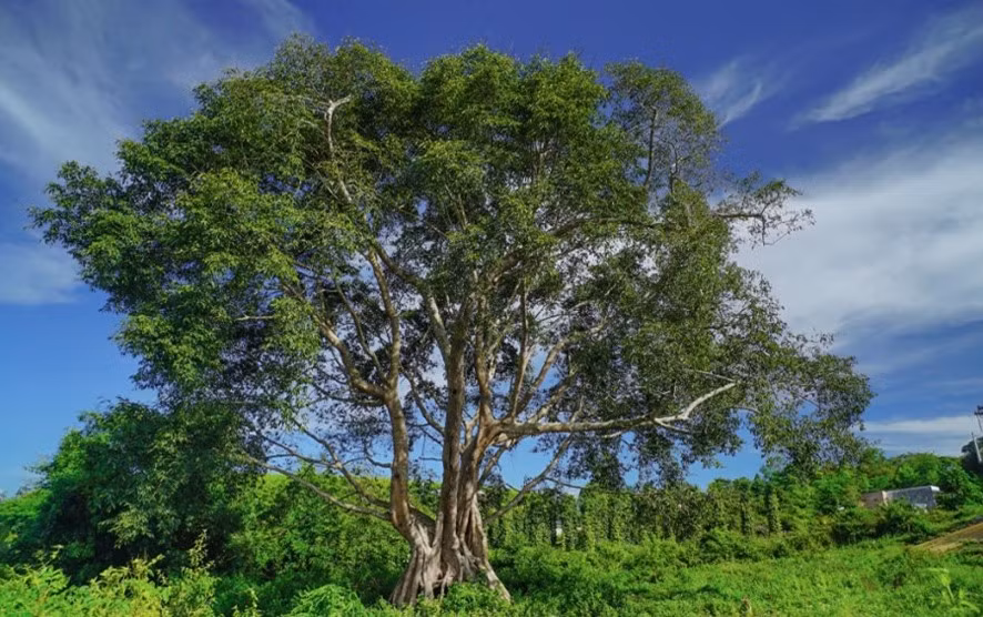 Hệ thống động thực vật ở đây rất phong phú với nhiều giống, loài quý hiếm, có tên trong sách đỏ Việt Nam và thế giới như: Voi, hổ, bò rừng và nhiều loài linh trưởng, đỉnh tùng, sao, trắc, giáng hương...