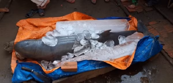 Loai ca tung bi nghi tuyet chung bong xuat hien o Viet Nam-Hinh-3