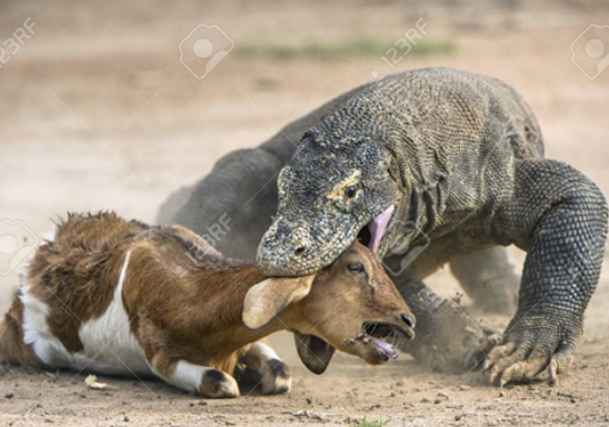 Đòn phủ đàu của rồng Komodo dành cho con mồi. Chúng có thể săn những loài động vật to lớn.