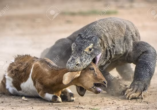 Đòn phủ đàu của rồng Komodo dành cho con mồi. Chúng có thể săn những loài động vật to lớn.