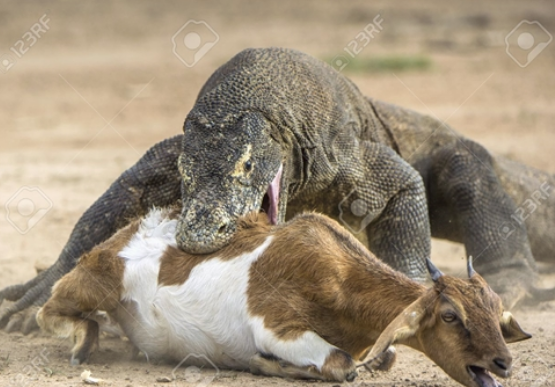 Dù dê không phải loài chậm chạp nhưng nó dễ dàng trở thành con mồi cho rồng Komodo.
