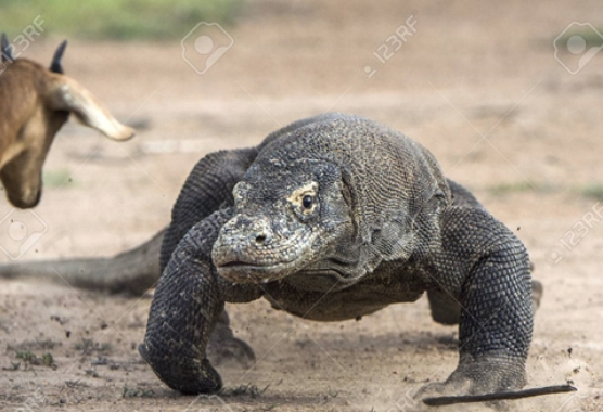 Loài rồng Komodo chính là loài rồng duy nhất trên thế giới. Tên được đặt theo tên hòn đảo nơi chúng sinh sống ở Indonesia.